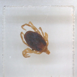  (Dermacentor nuttalli - NMNH-2023-019-A02)  @11 [ ] No Rights Reserved (2023) Yvonne Linton Smithsonian Institution National Museum of Natural History