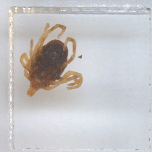  ( - NMNH-2023-019-A02)  @11 [ ] No Rights Reserved (2023) Yvonne Linton Smithsonian Institution National Museum of Natural History