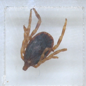  ( - NMNH-2023-019-A03)  @11 [ ] No Rights Reserved (2023) Yvonne Linton Smithsonian Institution National Museum of Natural History