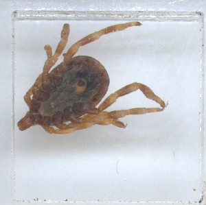  ( - NMNH-2023-019-A03)  @11 [ ] No Rights Reserved (2023) Yvonne Linton Smithsonian Institution National Museum of Natural History