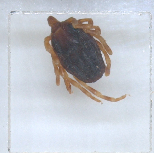  ( - NMNH-2023-019-A04)  @11 [ ] No Rights Reserved (2023) Yvonne Linton Smithsonian Institution National Museum of Natural History