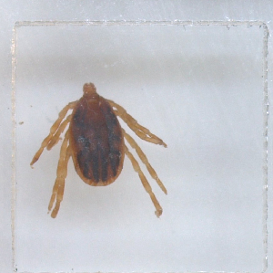  ( - NMNH-2023-019-A05)  @11 [ ] No Rights Reserved (2023) Yvonne Linton Smithsonian Institution National Museum of Natural History