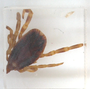 ( - NMNH-2023-019-A06)  @11 [ ] No Rights Reserved (2023) Yvonne Linton Smithsonian Institution National Museum of Natural History
