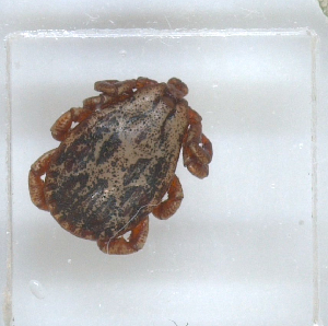  ( - NMNH-2023-019-A07)  @11 [ ] No Rights Reserved (2023) Yvonne Linton Smithsonian Institution National Museum of Natural History