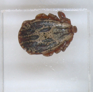  ( - NMNH-2023-019-A08)  @11 [ ] No Rights Reserved (2023) Yvonne Linton Smithsonian Institution National Museum of Natural History