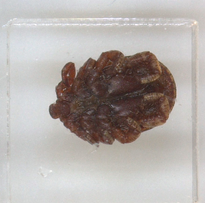  ( - NMNH-2023-019-A08)  @11 [ ] No Rights Reserved (2023) Yvonne Linton Smithsonian Institution National Museum of Natural History