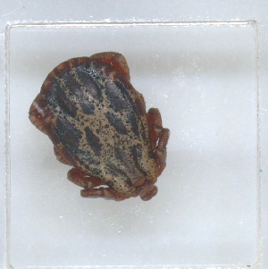 ( - NMNH-2023-019-A10)  @11 [ ] No Rights Reserved (2023) Yvonne Linton Smithsonian Institution National Museum of Natural History