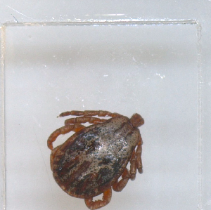  ( - NMNH-2023-019-A12)  @11 [ ] No Rights Reserved (2023) Yvonne Linton Smithsonian Institution National Museum of Natural History