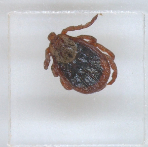  ( - NMNH-2023-028-C05)  @11 [ ] No Rights Reserved (2023) Yvonne Linton Smithsonian Institution National Museum of Natural History