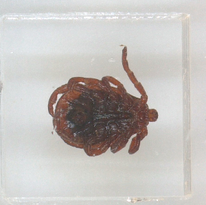  ( - NMNH-2023-028-C05)  @11 [ ] No Rights Reserved (2023) Yvonne Linton Smithsonian Institution National Museum of Natural History