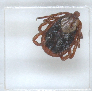  ( - NMNH-2023-028-C06)  @11 [ ] No Rights Reserved (2023) Yvonne Linton Smithsonian Institution National Museum of Natural History