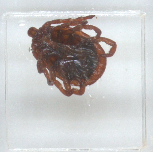  ( - NMNH-2023-028-C06)  @11 [ ] No Rights Reserved (2023) Yvonne Linton Smithsonian Institution National Museum of Natural History