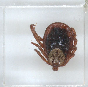  ( - NMNH-2023-028-C07)  @11 [ ] No Rights Reserved (2023) Yvonne Linton Smithsonian Institution National Museum of Natural History