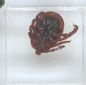  ( - NMNH-2023-028-C07)  @11 [ ] No Rights Reserved (2023) Yvonne Linton Smithsonian Institution National Museum of Natural History