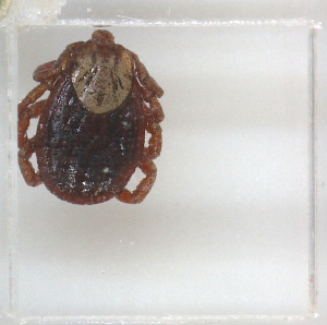  ( - NMNH-2023-028-C08)  @11 [ ] No Rights Reserved (2023) Yvonne Linton Smithsonian Institution National Museum of Natural History