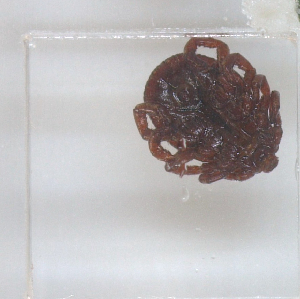  ( - NMNH-2023-028-C08)  @11 [ ] No Rights Reserved (2023) Yvonne Linton Smithsonian Institution National Museum of Natural History