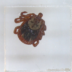  ( - NMNH-2023-028-C09)  @11 [ ] No Rights Reserved (2023) Yvonne Linton Smithsonian Institution National Museum of Natural History