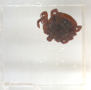  ( - NMNH-2023-028-C09)  @11 [ ] No Rights Reserved (2023) Yvonne Linton Smithsonian Institution National Museum of Natural History