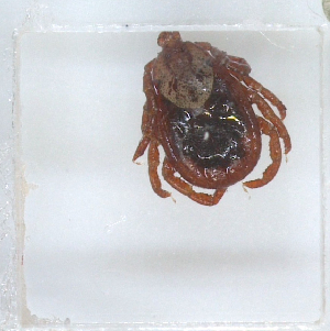  ( - NMNH-2023-028-C10)  @11 [ ] No Rights Reserved (2023) Yvonne Linton Smithsonian Institution National Museum of Natural History