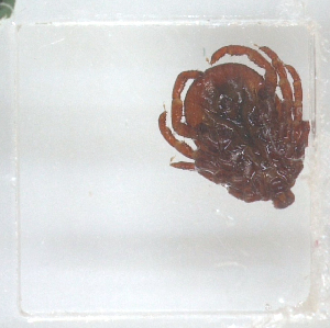  ( - NMNH-2023-028-C10)  @11 [ ] No Rights Reserved (2023) Yvonne Linton Smithsonian Institution National Museum of Natural History