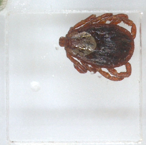  ( - NMNH-2023-028-C11)  @11 [ ] No Rights Reserved (2023) Yvonne Linton Smithsonian Institution National Museum of Natural History