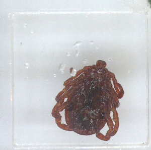  ( - NMNH-2023-028-C11)  @11 [ ] No Rights Reserved (2023) Yvonne Linton Smithsonian Institution National Museum of Natural History