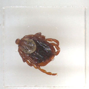  ( - NMNH-2023-028-C12)  @11 [ ] No Rights Reserved (2023) Yvonne Linton Smithsonian Institution National Museum of Natural History