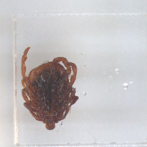  ( - NMNH-2023-028-C12)  @11 [ ] No Rights Reserved (2023) Yvonne Linton Smithsonian Institution National Museum of Natural History