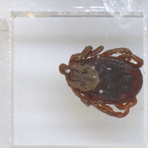  ( - NMNH-2023-028-D01)  @11 [ ] No Rights Reserved (2023) Yvonne Linton Smithsonian Institution National Museum of Natural History