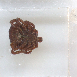  ( - NMNH-2023-028-D01)  @11 [ ] No Rights Reserved (2023) Yvonne Linton Smithsonian Institution National Museum of Natural History