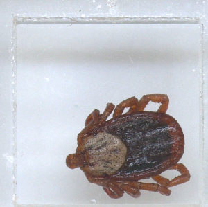  ( - NMNH-2023-028-D02)  @11 [ ] No Rights Reserved (2023) Yvonne Linton Smithsonian Institution National Museum of Natural History