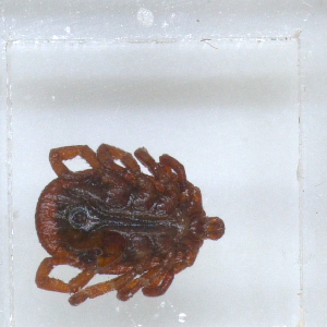  ( - NMNH-2023-028-D02)  @11 [ ] No Rights Reserved (2023) Yvonne Linton Smithsonian Institution National Museum of Natural History