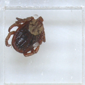  ( - NMNH-2023-028-D03)  @11 [ ] No Rights Reserved (2023) Yvonne Linton Smithsonian Institution National Museum of Natural History