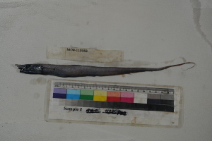  (Halosaurus attenuatus - MOP110368)  @11 [ ] CreativeCommons - Attribution Non-Commercial (2011) Smithsonian Institution Smithsonian Institution