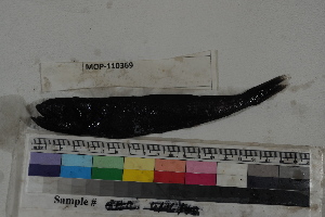  (Pseudoscopelus lavenbergi - MOP110369)  @11 [ ] CreativeCommons - Attribution Non-Commercial (2011) Smithsonian Institution Smithsonian Institution