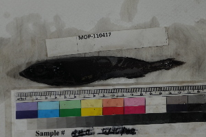  ( - MOP110417)  @12 [ ] CreativeCommons - Attribution Non-Commercial (2011) Smithsonian Institution Smithsonian Institution