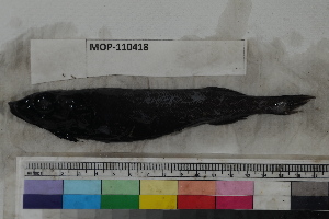  ( - MOP110418)  @12 [ ] CreativeCommons - Attribution Non-Commercial (2011) Smithsonian Institution Smithsonian Institution