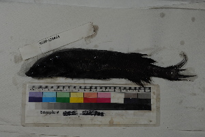  ( - MOP110443)  @12 [ ] CreativeCommons - Attribution Non-Commercial (2011) Smithsonian Institution Smithsonian Institution