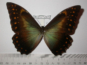  (Morpho hercules diadema - BC-FMP-2172)  @11 [ ] Copyright (2011) Frank Meister Research Collection of Frank Meister