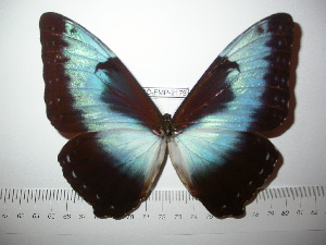  (Morpho cisseis cisseis - BC-FMP-2179)  @14 [ ] Copyright (2011) Frank Meister Research Collection of Frank Meister