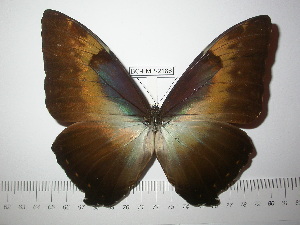  (Morpho cisseis jeannoti - BC-FMP-2186)  @14 [ ] Copyright (2011) Frank Meister Research Collection of Frank Meister