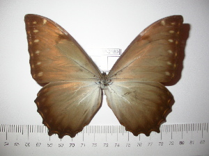  (Morpho theseus theseus - BC-FMP-2189)  @13 [ ] Copyright (2011) Frank Meister Research Collection of Frank Meister