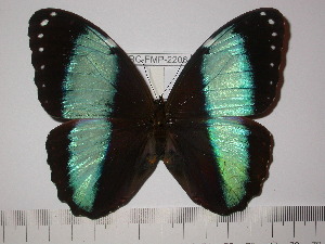  (Morpho helenor lacommei - BC-FMP-2206)  @14 [ ] Copyright (2011) Frank Meister Research Collection of Frank Meister