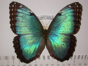  (Morpho helenor telamon - BC-FMP-2212)  @14 [ ] Copyright (2011) Frank Meister Research Collection of Frank Meister