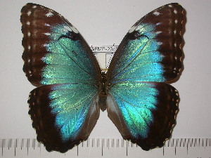  (Morpho helenor corydon - BC-FMP-2213)  @14 [ ] Copyright (2011) Frank Meister Research Collection of Frank Meister