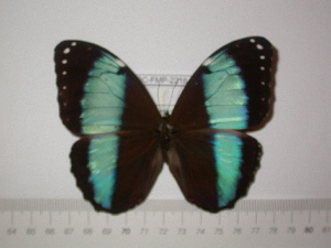  (Morpho helenor papirius - BC-FMP-2216)  @11 [ ] Copyright (2011) Frank Meister Research Collection of Frank Meister