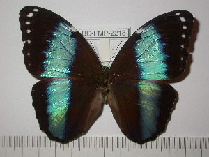  (Morpho helenor helenor - BC-FMP-2218)  @14 [ ] Copyright (2011) Frank Meister Research Collection of Frank Meister