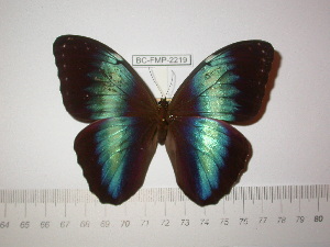  (Morpho helenor tepuina - BC-FMP-2219)  @14 [ ] Copyright (2011) Frank Meister Research Collection of Frank Meister