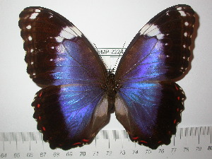  (Morpho helenor violaceus - BC-FMP-2224)  @14 [ ] Copyright (2011) Frank Meister Research Collection of Frank Meister