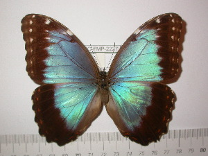  (Morpho helenor montezuma - BC-FMP-2227)  @14 [ ] Copyright (2011) Frank Meister Research Collection of Frank Meister